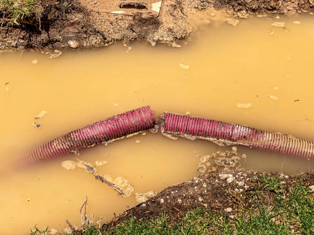 Best Professional water damage repair  in Dansville, NY